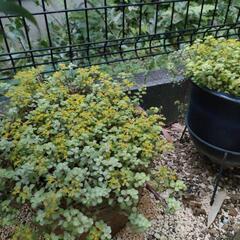 多肉植物計12点（名前は解りません）