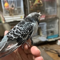 セキセイインコの里親さん募集