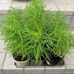 受渡し者決定　コキア　100円