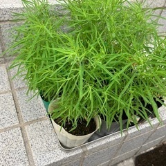 受渡し者決定　コキア　100円の画像