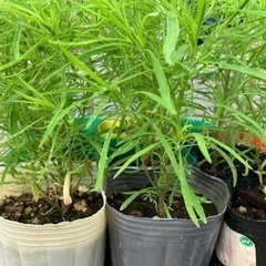 受渡し者決定　コキア　100円の画像