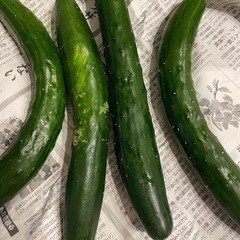 きゅうり大　4本