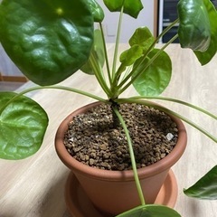 観葉植物　　ペペロミオイデス