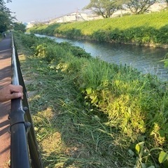 急募‼️6/17  8:00〜17:00 草刈り作業得意な方‼️