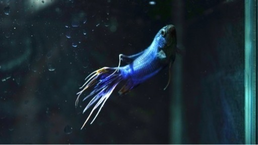 ロイヤルブルークラウンテール　ペア　パラダイスフィッシュ　闘魚　熱帯魚