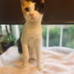 三毛猫のミケにゃん　5ヶ月女の子