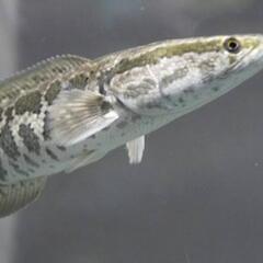 雷魚【カムルチー】スネークヘッド売ってください‼️