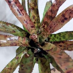 エクメアオーランディアナレインボーの画像