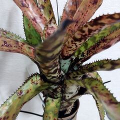 エクメアオーランディアナレインボーの画像