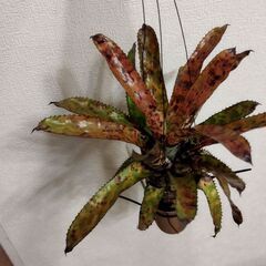 エクメアオーランディアナレインボーの画像