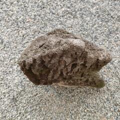 軽石　盆栽　メダカ　アクアリウムの画像