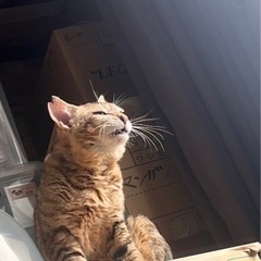 里親募集 モデルのように美しい猫です