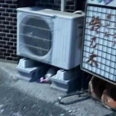 6/15保護しました。