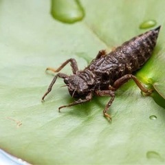 オニヤンマのヤゴを探しています。