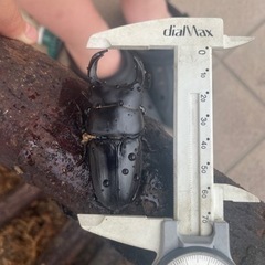 オオクワガタ　オス3匹　メス1匹