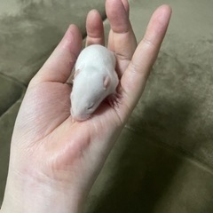 ちゃあ様用　ファンシーラットベビー　オス