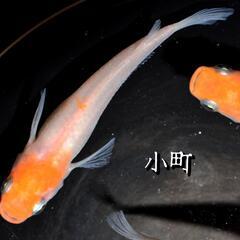 小町　めだか　稚魚１０匹　メダカ　紅白　赤　白　紅　透明　鱗