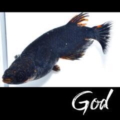 ゴッド　めだか　稚魚１０匹　メダカ　５　五　式　漆黒　タイプ　type