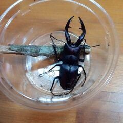 クワガタ３種とカブト全６匹４５０円