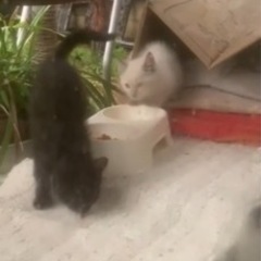 子猫ちゃん7匹の里親募集します。写メは送られて来たら入れます。