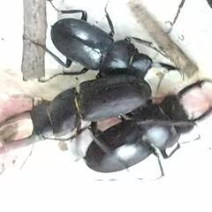 コクワクワガタ