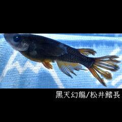 黒天幻龍・松井鰭長　めだか　稚魚１０匹　メダカ　ブラック　黒　松井　アース　ブルー　アイの画像