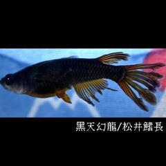 黒天幻龍・松井鰭長　めだか　稚魚１０匹　メダカ　ブラック　黒　松井　アース　ブルー　アイの画像