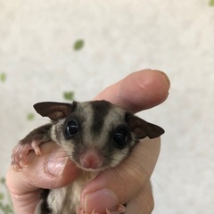 フクロモモンガノーマルお迎え募集！