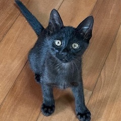 生後約3ヶ月 黒猫 毛並みが美しい女の子 里親様決まりました！