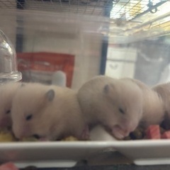 キンクマハムスター 5/20生まれ