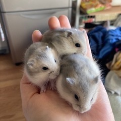 ハムスター用品！