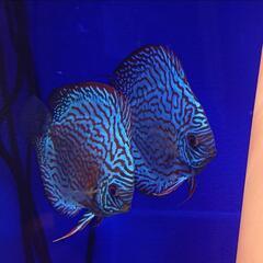 アクアリウム グル仲間募集🐟熱帯魚・古代魚・爬虫類