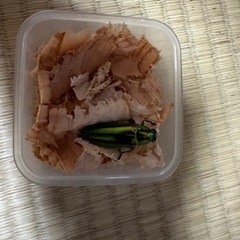 タマムシ（昆虫）