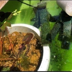 メダカミックス　稚魚　欲しい数