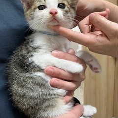 【一時募集停止】お鼻ピンクのキジ白くん⭐︎可愛いリクくん2ヶ月