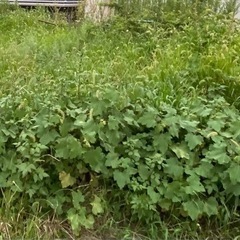 草むしり代行します！