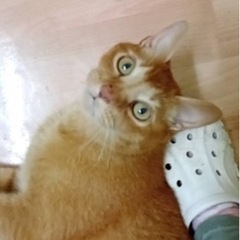 ちゃとら男子