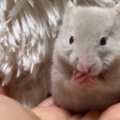 【🐹カラーハムスター 🐹】 - 地元のお店