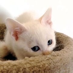 ☆里親決定☆【だいすけ♂】2024年5月初旬生れ - 猫