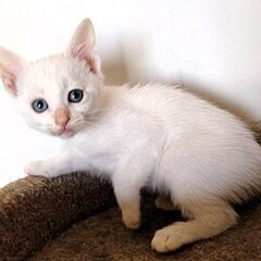 ☆里親決定☆【だいすけ♂】2024年5月初旬生れ − 北海道