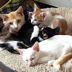 ☆里親決定☆【だいすけ♂】2024年5月初旬生れ - 里親募集