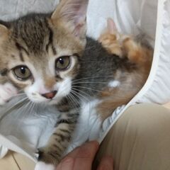 甘えっこきじしろみーくん4/17生まれ　母兄妹と二匹以上で。