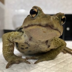60×45の扉のあるペットのケージが欲しいです！爬虫類 両生類 ...