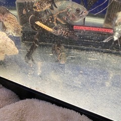 ※熱帯魚※ 各種販売中
