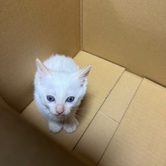 ただ今交渉中。約生後1か月の子達です。