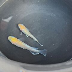 【メダカ】鱗光紅白の画像