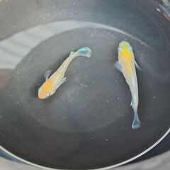 【メダカ】鱗光紅白