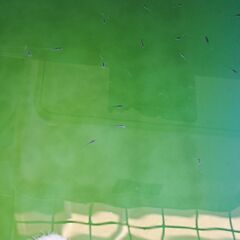 【メダカ】アルテミスキッシングロングフィン　ダークの画像