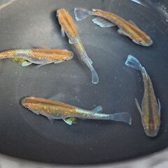 【メダカ】アルテミスキッシングロングフィン　ダークの画像