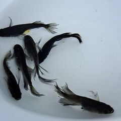 【メダカ】漆黒ロングフィンの画像